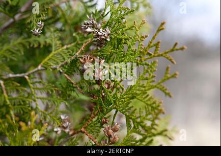 Reife Zapfen orientalischen Arborvitae und Laub Thuja. Nahaufnahme der hellgrünen Textur der Thuja Blätter mit braunen Samenkegel Stockfoto