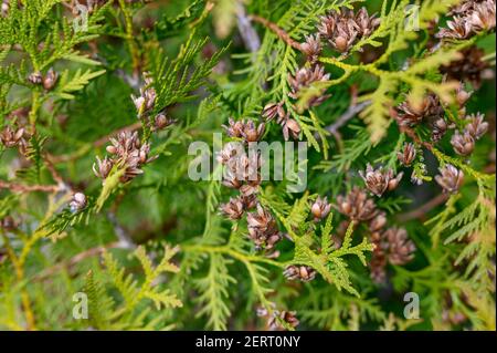 Reife Zapfen orientalischen Arborvitae und Laub Thuja. Nahaufnahme der hellgrünen Textur der Thuja Blätter mit braunen Samenkegel Stockfoto