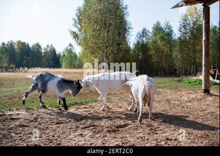 Kampf mit den Hörnern von zwei Ziegen auf der Website In der Nähe der Ställe im Dorf Stockfoto