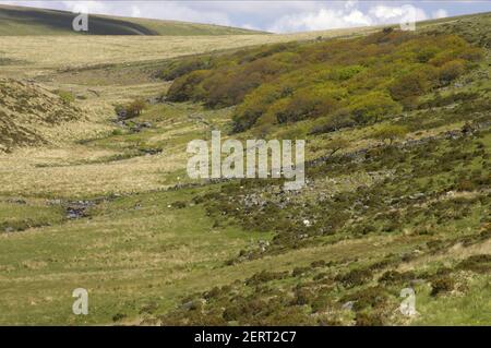 Wistmans Wood auf der Talseite Dartmoor National Park Devon, UK LA000158 Stockfoto