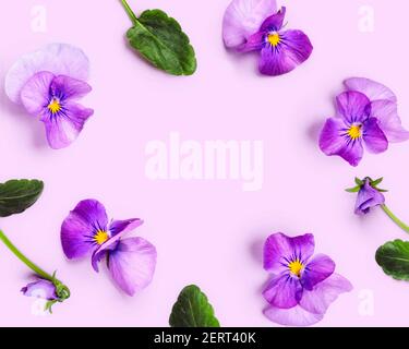 Viola Stiefmütterchen Blume kreative Layout und Komposition. Lila Frühlingsblumen und Blätter auf lila Hintergrund. Blumenarrangement, Design-Element Stockfoto