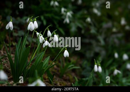 Schöne weiße Schneeglöckchen Galanthus nivalis im Wald aus nächster Nähe. Zarte erste Blumen blühten im Frühjahr im Wald, Park. Feder n Stockfoto