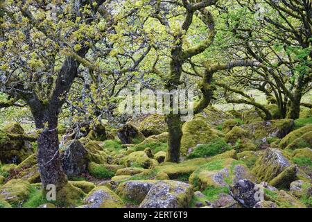 Wistmans Wood zeigt alte Oaksand Moos bedeckt felsigen Unterstory Dartmoor National Park Devon, UK LA000218 Stockfoto