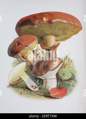 Suillus luteus ist ein Bolete-Pilz und die Typusart der Gattung Suillus. Ein häufiger Pilz, der in Eurasien beheimatet ist, von den Britischen Inseln bis Korea, wurde er weit anderswo eingeführt, einschließlich Nord- und Südamerika, Südafrika, Australien und Neuseeland. In englischsprachigen Ländern allgemein als Slippery Jack oder Sticky Bun bezeichnet, digitale Reproduktion einer Ilustration von Emil Doerstling (1859-1940) Stockfoto