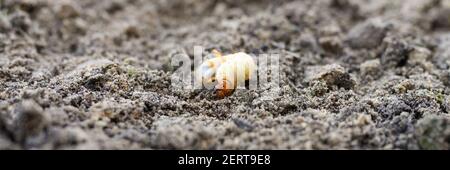 Die Larve des Mai Käfer oder Hahnenkäfer Käfer auf der gelösten Bodenquelle im Garten. Banner Stockfoto