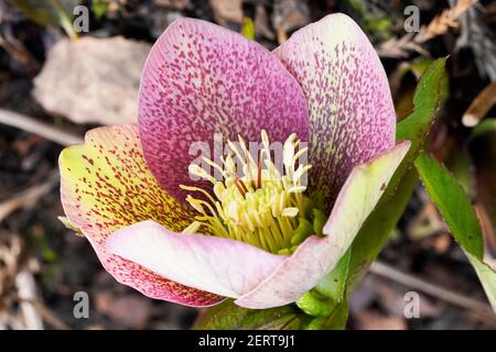 Nahaufnahme einer Weihnachtsrose im Frühjahr, Helleborus niger Stockfoto
