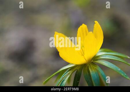 Nahaufnahme der Blüte des südeuropäischen winterlings, Eranthis hyemalis Stockfoto