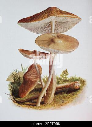 Xerula radicata, allgemein bekannt als der Tiefenwurzelpilz, Collybia radicata, digitale Reproduktion einer Ilustration von Emil Doerstling (1859-1940) Stockfoto