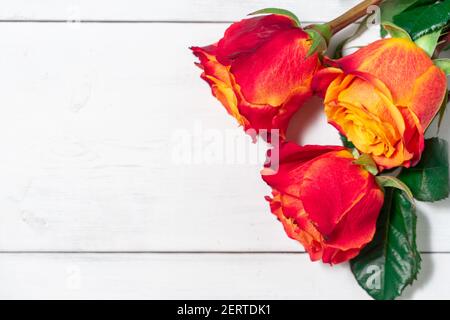 Schöne rote und gelbe Rosen und Geschenkbox auf weiß Holzhintergrund Stockfoto
