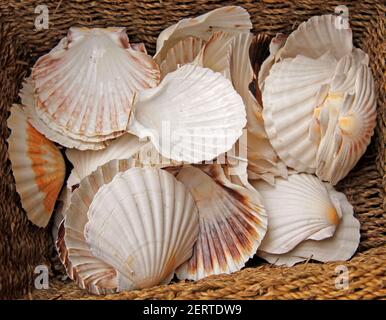 Leeren Sie saubere Muscheln in einem Weidenkorb. Stockfoto