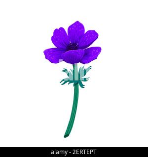 Violett Blaue Anemone isoliert auf weißem Hintergrund. Handgezeichnete digitale Illustration mit Farbstift. Kollektion von botanischen Design-Elementen auf weiß Stockfoto