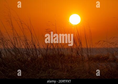 Sonnenuntergang durch niedrige Vegetation, bei Glyfada, Griechenland Stockfoto