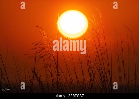 Sonnenuntergang durch niedrige Vegetation, bei Glyfada, Griechenland Stockfoto