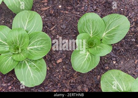 Bio bok choy Blattgemüse mit Wassertropfen kultiviert im Garten in Texas, USA Stockfoto