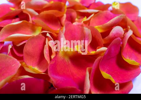 Schöne rote Rosenblüten Hintergrund Stockfoto