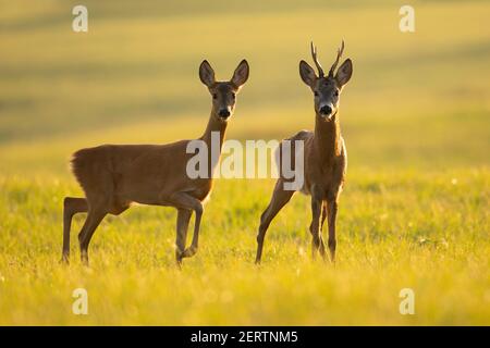 Zwei Rehe, die im Sommer auf der Lichtung im Gegenlicht stehen. Stockfoto