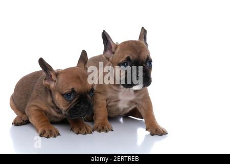 Zwei französische Bulldoggen verteidigen ihren Freund in der Zurück vor weißem Hintergrund Stockfoto
