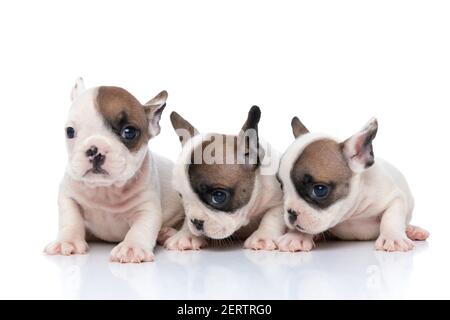 Drei französische Bulldoggen drehen ihre Köpfe zur Seite und Blick auf die Kamera Stockfoto