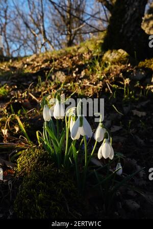 Erste Frühlingsblumen, Schneeglöckchen im rumänischen Wald Stockfoto