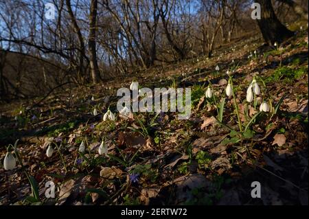 Erste Frühlingsblumen, Schneeglöckchen im rumänischen Wald Stockfoto