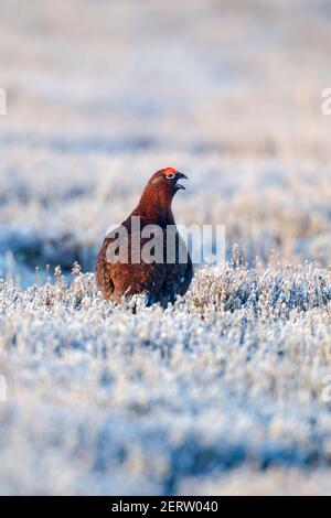 Rüden-Rothuhn (Lagopus lagopus scotica) unter mattiertem Heidekraut im warmen Morgenlicht. Rückansicht mit gedrehten Kopf und mit offenem Schnabel beim Telefonieren. Stockfoto