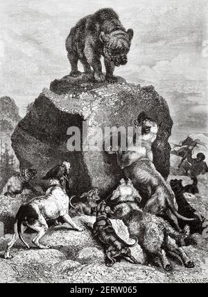 Bärenjagd mit Hunden. Alte 19th Jahrhundert gravierte Illustration, El Mundo Ilustrado 1881 Stockfoto