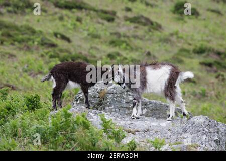 Wilde Ziegen von LyntonValley of the Rocks, Lynton Exmoor National Park Devon, UK MA000050 Stockfoto