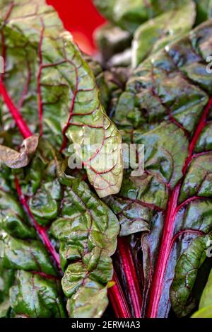 Rote Mangold, Gemüse für seine Blätter angebaut und ist für den Verzehr in jeder Phase der Vegetationsperiode geeignet Stockfoto