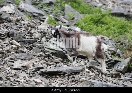 Wilde Ziegen von LyntonValley of the Rocks, Lynton Exmoor National Park Devon, UK MA000065 Stockfoto