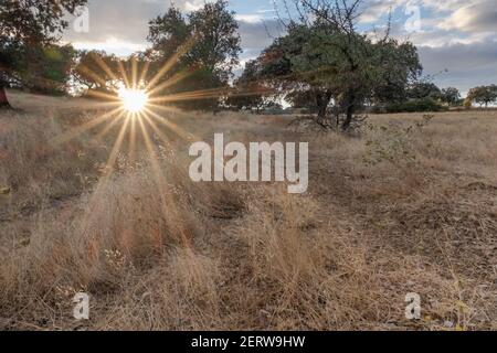 Sonnenuntergang oder Sonnenaufgang auf dem Land zwischen Bäumen und trockenem Gras, definierte Sonnenstrahlen Stockfoto