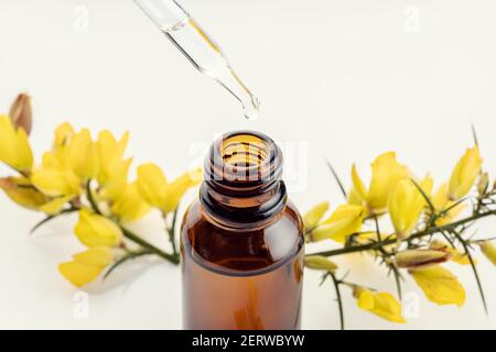 Nahaufnahme einer Pipette, einer Bernsteinflasche und einem gelben Blumenzweig im Hintergrund. Ätherisches Öl von Gorse. Kräuteressenz Aromatherapie Stockfoto