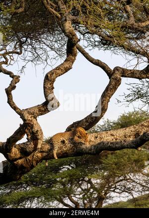 Leopard (Panthera pardus) in der Serengeti, Tansania Stockfoto