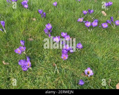 Frühling blühend Hell Purple Crocus Flowers Growing on a Lawn in a Garden in Rural Devon, England, UK Stockfoto