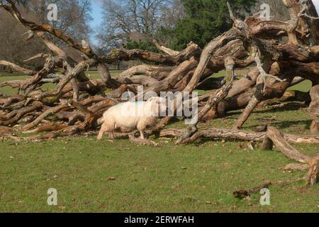 Exmoor Horn Schafe (Ovies widder) Beweidung von einem gefallenen Baum in Parkland an einem hellen sonnigen Wintertag in Rural Devon, England, Großbritannien Stockfoto