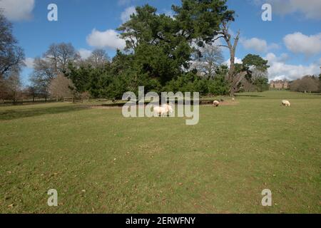 Exmoor Horn Schafe (Ovies widder) Beweidung von einem Evergreen Nadelbaum in Parkland an einem hellen sonnigen Wintertag in Rural Devon, England, Großbritannien Stockfoto