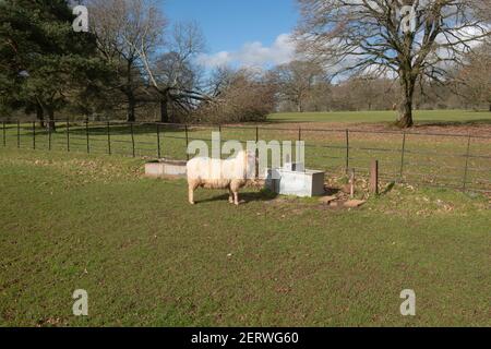 Exmoor Horn Schafe (Ovies aries) Beweidung durch eine galvanisierte Metall Wasserwanne in Parkland an einem hellen sonnigen Wintertag in Rural Devon, England, Großbritannien Stockfoto