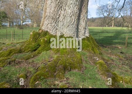 Grüner Moos (Bryophyta) wächst auf den Wurzeln und Stamm Ein alter Buchenbaum (Fagus sylvatica) An einem sonnigen Wintertag in Parkland in Devon Stockfoto