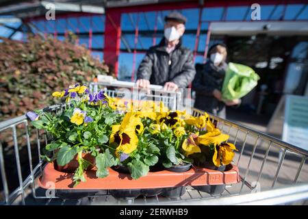 Lauffen Am Neckar, Deutschland. März 2021, 01st. Ein Paar steht vor dem Pflanzen Mauk Gartencenter mit einem Einkaufswagen voller Stiefmütterchen. Friseure und Blumenläden dürfen ab März 1 nach der Corona-Sperre in mehreren Bundesstaaten wieder geöffnet werden. Quelle: Sebastian Gollnow/dpa/Alamy Live News Stockfoto
