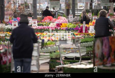 Lauffen Am Neckar, Deutschland. März 2021, 01st. Im Gartencenter Pflanzen Mauk kaufen die Kunden Blumen ein. Im Rahmen der ersten Corona-Loosenings dürfen Hobbygärtner in mehreren Bundesländern zu Beginn des Frühlings wieder in Gartencentern stöbern. Quelle: Sebastian Gollnow/dpa/Alamy Live News Stockfoto