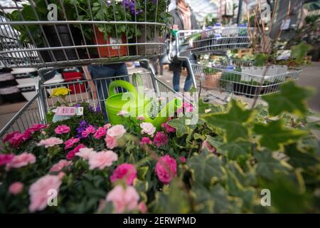 Lauffen Am Neckar, Deutschland. März 2021, 01st. Im Gartencenter Pflanzen Mauk steht ein Einkaufswagen mit Blumen und einer Gießkanne. Im Rahmen der ersten Corona-Loosenings dürfen Hobbygärtner in mehreren Bundesländern zu Beginn des Frühlings wieder auf Gartenmärkten stöbern. Quelle: Sebastian Gollnow/dpa/Alamy Live News Stockfoto