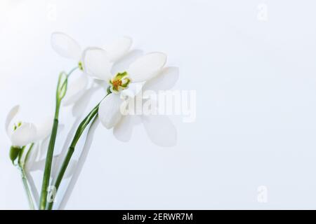Weiße Schneeglöckchen auf weißem Hintergrund in Nahaufnahme. Frühlingsblumen im weichen Fokus. Horizontale Blumenanordnung von drei Knospen. Das Konzept der Zärtlichkeit, Stockfoto