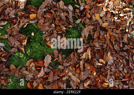 Letzten November Liebte Mich Stockfoto