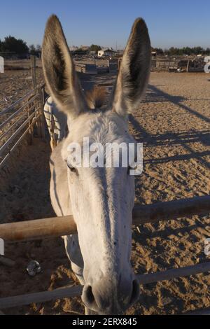 Kopf eines weißen Bahraini-Esels aus der Nähe, Maqaba, Königreich Bahrain Stockfoto