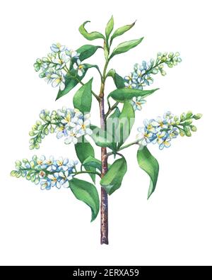 Blühender Ast Vogelkirsche, Prunus padus. Handgezeichnetes Aquarell auf weißem Hintergrund. Stockfoto
