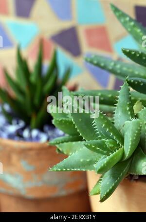 Nahaufnahme des blaugrünen Laubs der kurzblättrigen Aloe, Aloe brevifolia. Pastellfarbene Mosaikfliesen und Haworthia Topfpflanze im Hintergrund Stockfoto