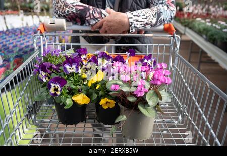 Lauffen Am Neckar, Deutschland. März 2021, 01st. Im Gartencenter Pflanzen Mauk steht ein Einkaufswagen mit verschiedenen bunten Blumen. Im Rahmen der ersten Corona-Loosenings dürfen Hobbygärtner in mehreren Bundesländern zu Beginn des Frühlings wieder auf Gartenmärkten stöbern. Quelle: Sebastian Gollnow/dpa/Alamy Live News Stockfoto
