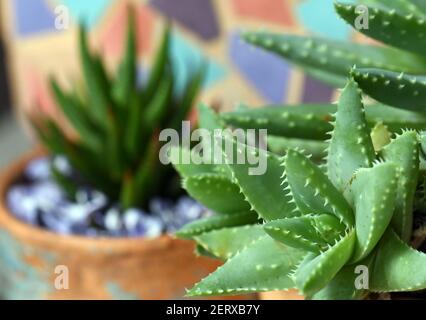 Nahaufnahme des blaugrünen Laubs der kurzblättrigen Aloe, Aloe brevifolia. Pastellfarbene Mosaikfliesen und Haworthia Topfpflanze im Hintergrund Stockfoto