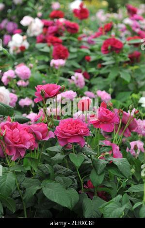 Dunkelrosa Strauch Englische Rose (Rosa) James L. Austin blüht auf einer Ausstellung im Mai Stockfoto