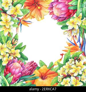 Quadratischer Rahmen mit Zweigen lila protea, Plumeria, strelitzia und Hibiskus tropischen Blumen. Handgezeichnetes Aquarell auf weißem Hintergrund. Stockfoto