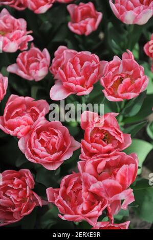 Rosa Pfingstrose blühte Doppelte frühe Tulpen (Tulipa) Foxtrot blühen in einer Garten im April Stockfoto